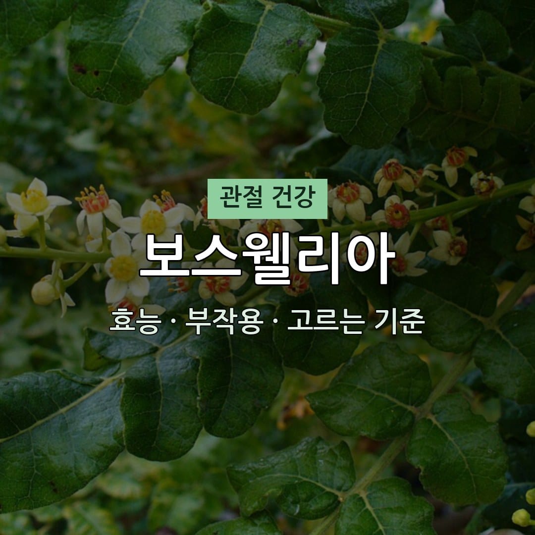 보스웰리아 효능·부작용·고르는 기준 | 천기누설 방송 2026 홈쇼핑 편성 정보 1 보스웰리아 효능 부작용 관절 영양제 천기누설